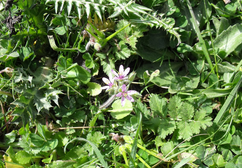 Erodium moschatum